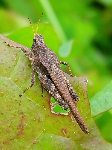Slender Groundhopper