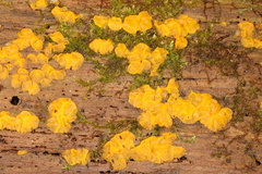 Dacrymyces corticioides