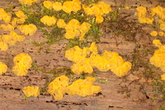 Dacrymyces corticioides