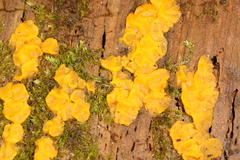 Dacrymyces corticioides