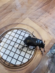 Nicrophorus humator