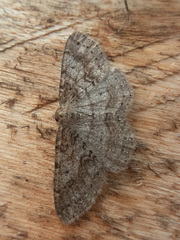 Melanolophia imitata