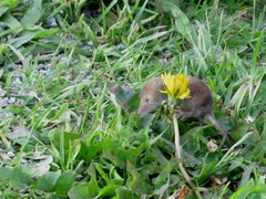 Sorex vagrans
