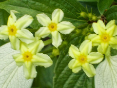 Pseudomussaenda flava