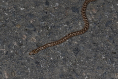 Arizona elegans occidentalis