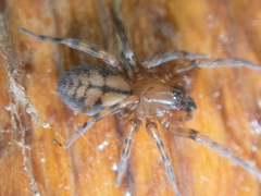 Callobius pictus