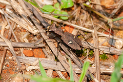 Cicindelina