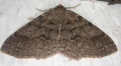 Melanolophia imitata