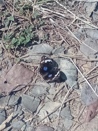 Blue-spot Pansy