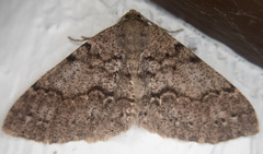 Melanolophia imitata