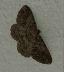 Melanolophia imitata