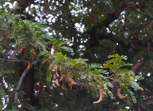 Tamarind