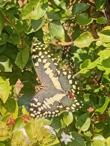 Citrus Swallowtail