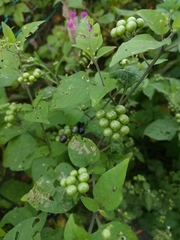 Solanum scabrum