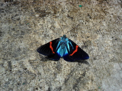 Lepidoptera