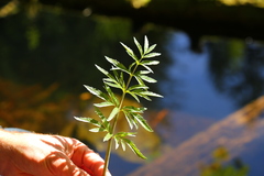 Cicuta douglasii