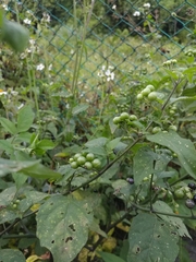 Solanum scabrum