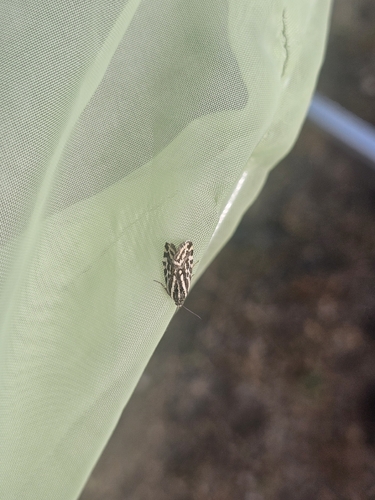 Spotted Sulphur