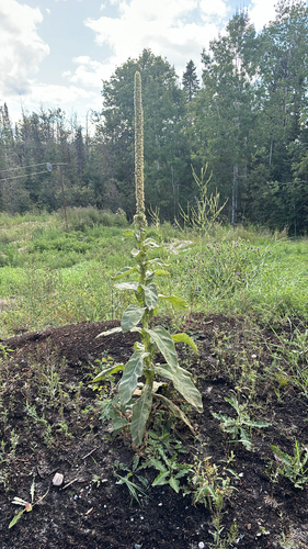 great mullein
