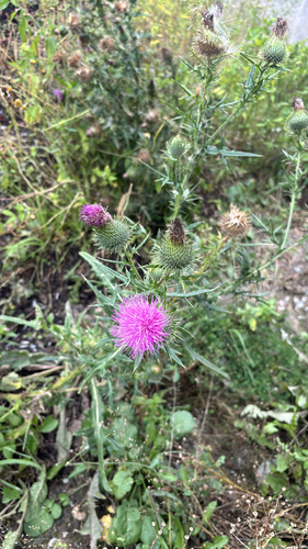Bull Thistle