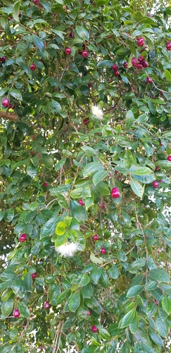 Syzygium paniculatum