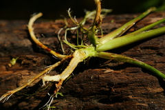 Cicuta douglasii