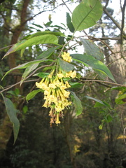 Cestrum anagyris