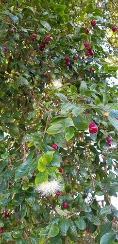 Syzygium paniculatum