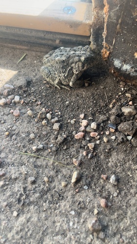 Woodhouse's Toad