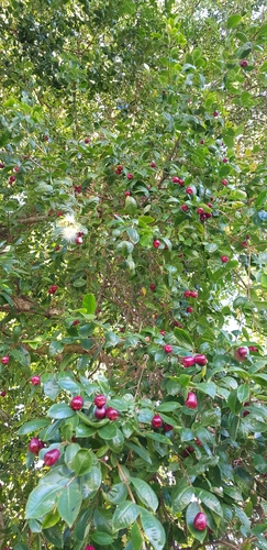 Syzygium paniculatum