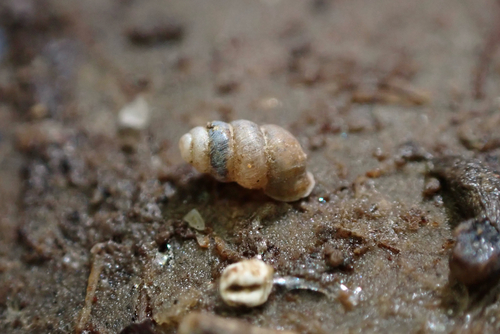 Gastrocopta servilis observed 2026-08-21