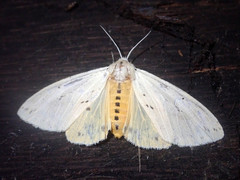 Spilarctia hypogopa