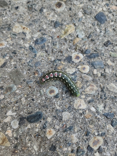 iNaturalist observation photo of Sequoia Sphinx