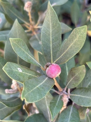 iNaturalist observation photo of Chinquapin Flower Gall Wasp