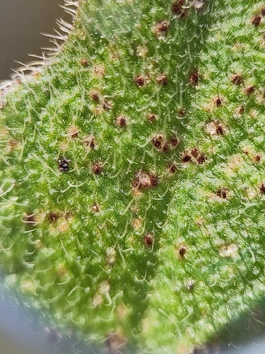 Puccinia hypochoeridis observed 2026-08-21