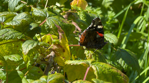 Red Admiral