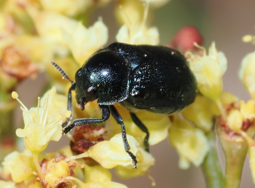 iNaturalist observation photo of Red-shouldered Leaf Beetle