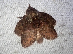 Stauropus major