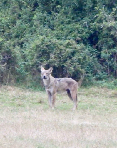 Gray Wolf