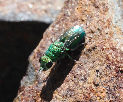 iNaturalist observation photo of Chrysidini