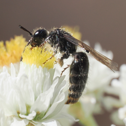 iNaturalist observation photo of Paratiphia