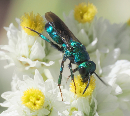 iNaturalist observation photo of Ceratochrysis