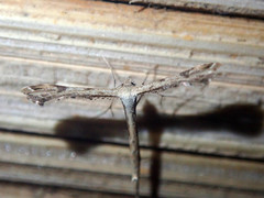 Stenoptilodes taprobanes