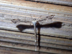 Stenoptilodes taprobanes