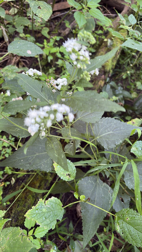 white snakeroot