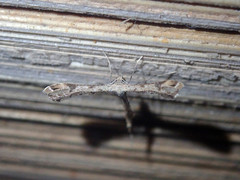 Stenoptilodes taprobanes