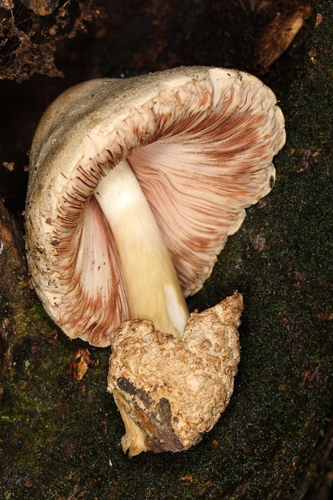 paddy straw mushroom