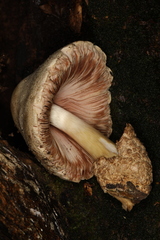 Volvariella volvacea