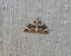 Lampropteryx suffumata