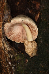 Volvariella volvacea